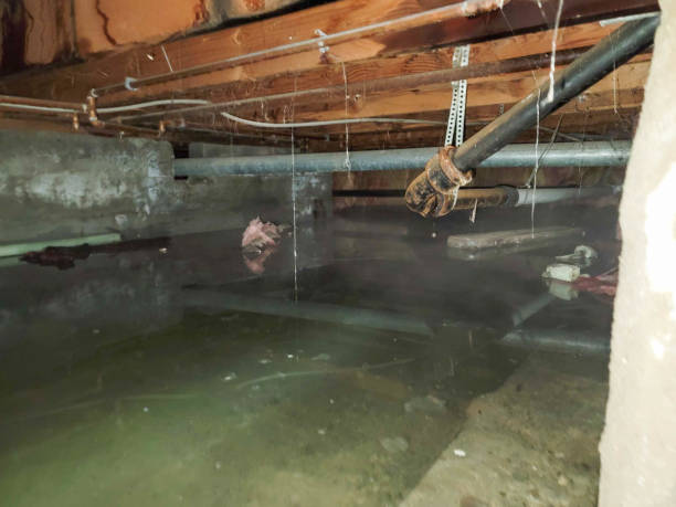 Best 24-hour water damage restoration  in Friars Point, MS